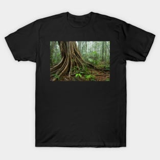 Rainforest, Mary Cairncross Park, Maleny T-Shirt